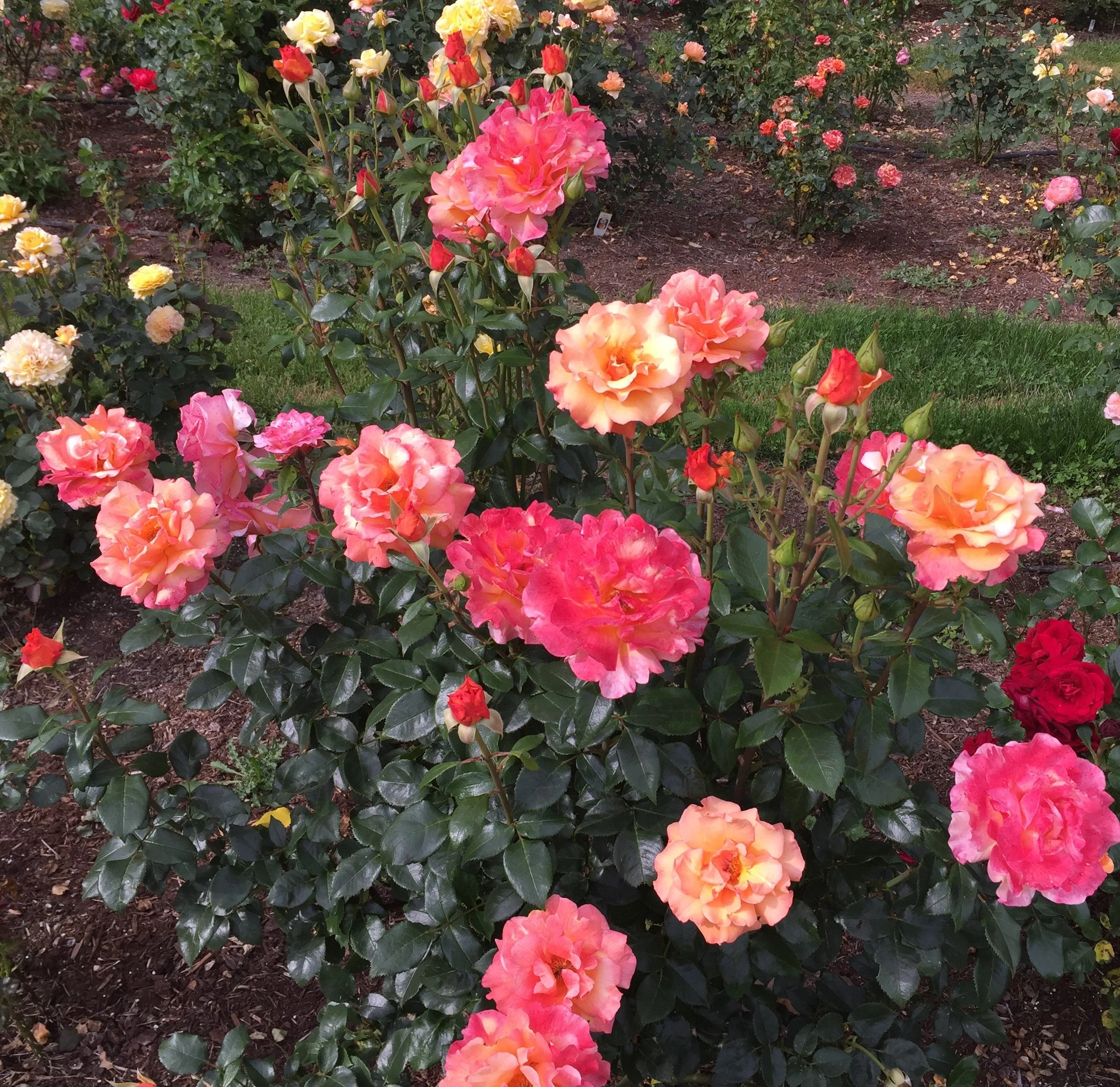 George's 90th Birthday! — Select Roses